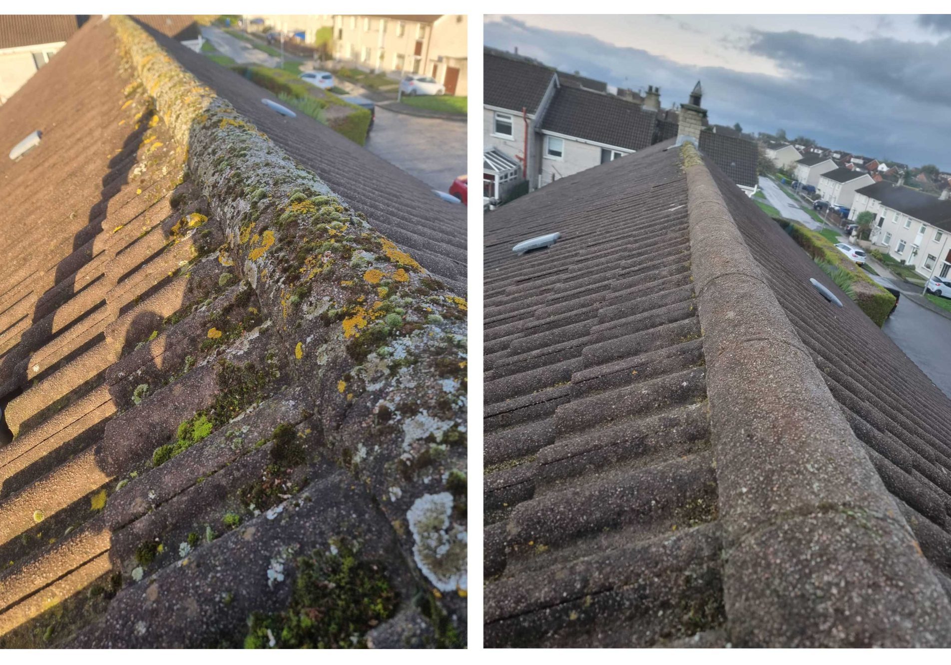 moss removal in newtownards